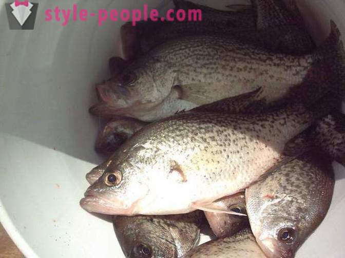Kalastus Bratskiin mitkä kalat on pyydetty, paikka kalan