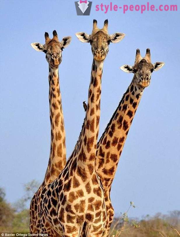 Sambiassa, kolmipäinen kirahvi osui laukaus