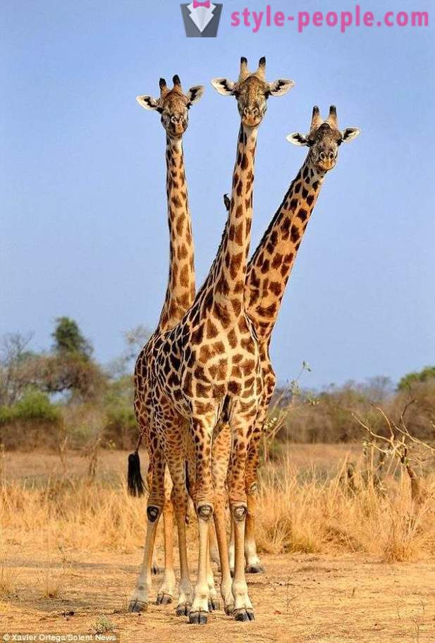 Sambiassa, kolmipäinen kirahvi osui laukaus