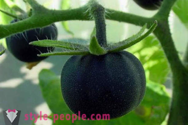 Epätavallinen asteen musta tomaatit