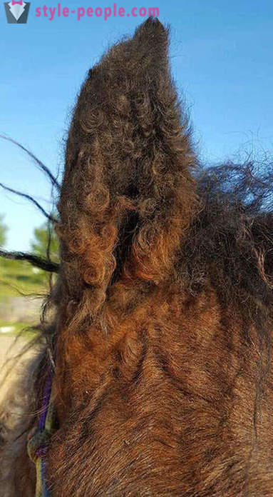 Curly Horse - todellinen ihme luontoa