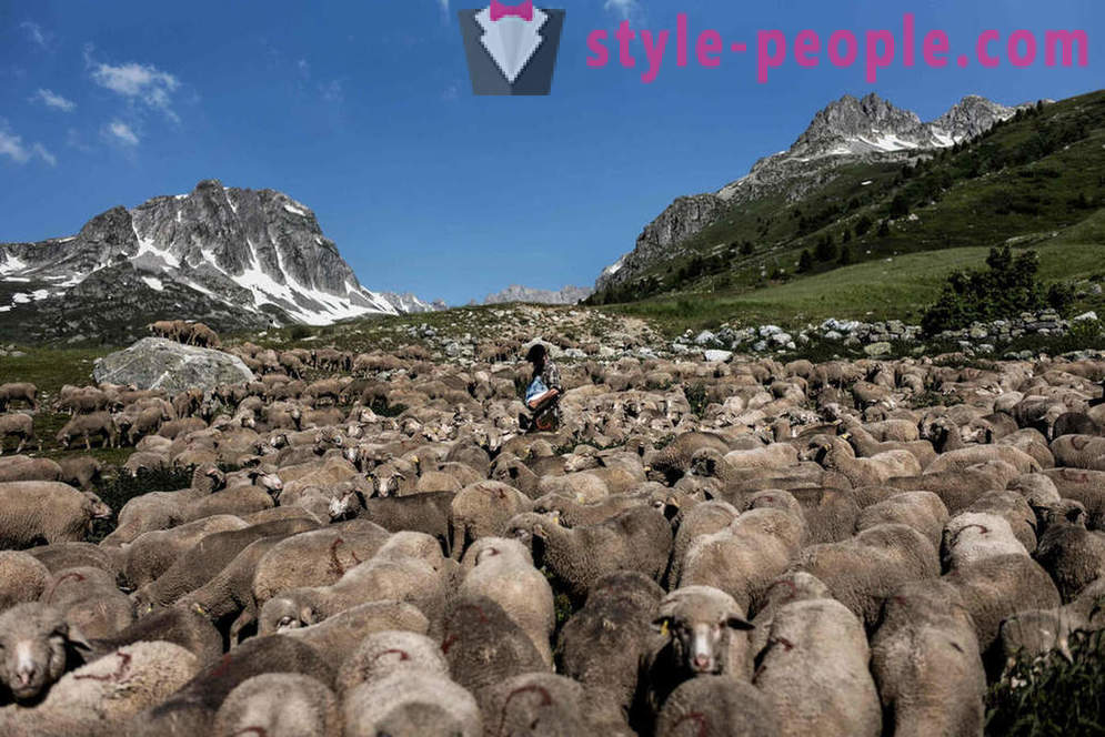 Elämän paimen Alpeilla
