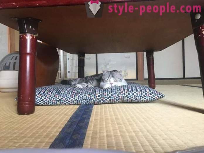 Japanin hotelli, jossa voit ottaa kissan vuokrattavana