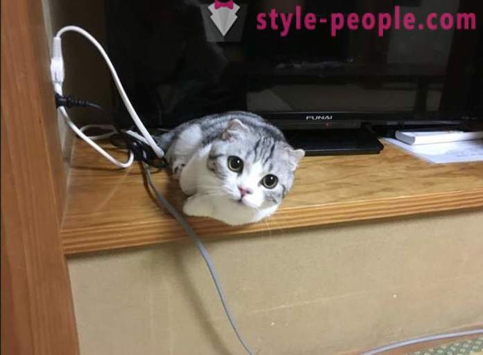 Japanin hotelli, jossa voit ottaa kissan vuokrattavana