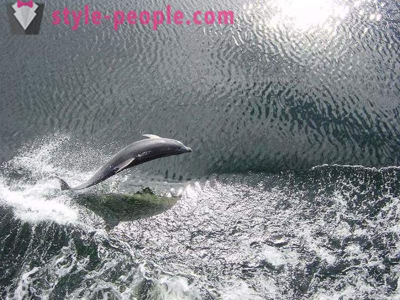 Ihmeellistäkään delfiinit