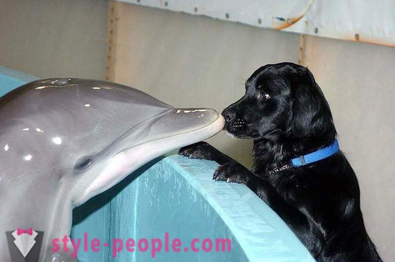 Ihmeellistäkään delfiinit