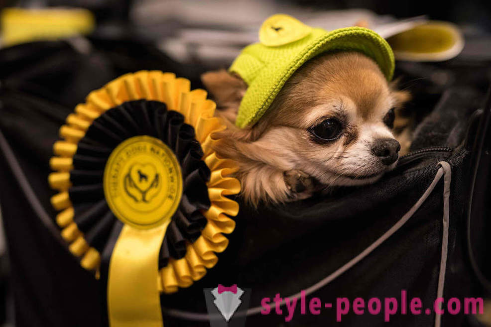 Crufts Dog Show 2018: miten oli Euroopan suurin koiranäyttely