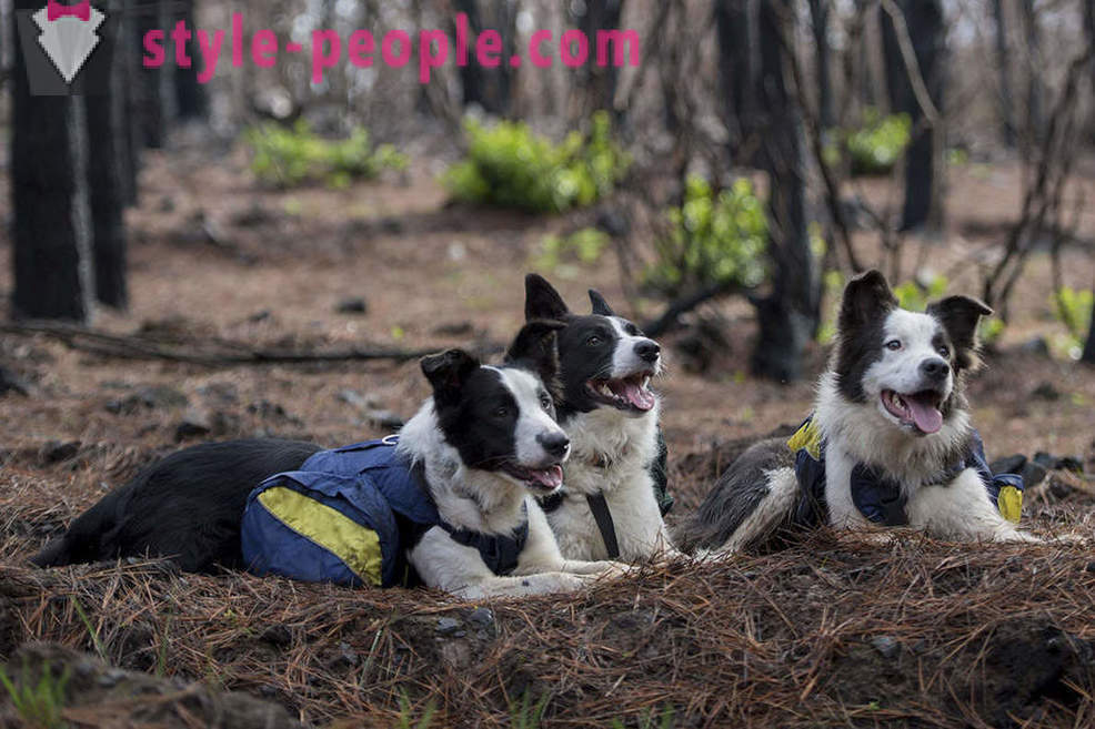 Koirat auttavat palauttamaan Chilen metsien