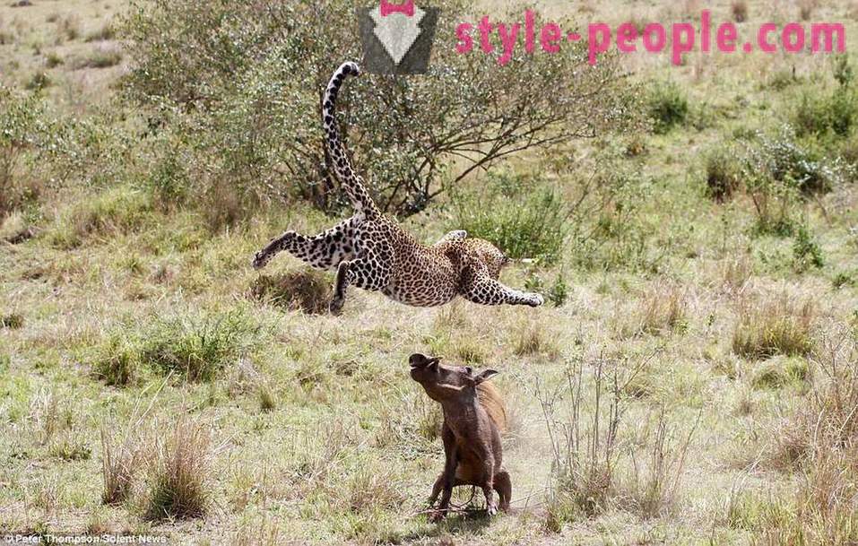 Metsästys Virtuosi: Flying Leopard