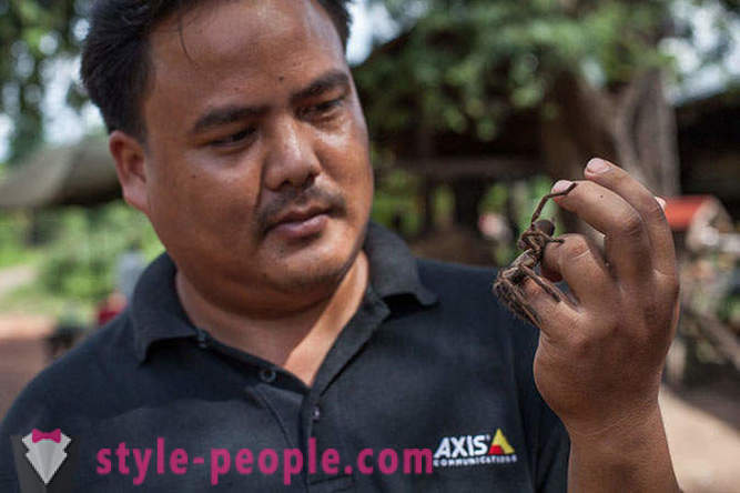 Kambodžan metsästäjät lintuhämähäkit