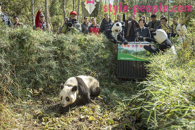Miten kasvaa jättiläinen pandas Sichuanin