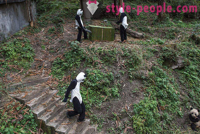 Miten kasvaa jättiläinen pandas Sichuanin