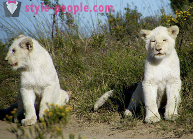 Kävellä seurassa valkoinen leijonia