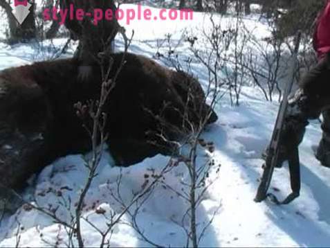 Karhunmetsästysluvan talvella. Metsästys jääkarhujen