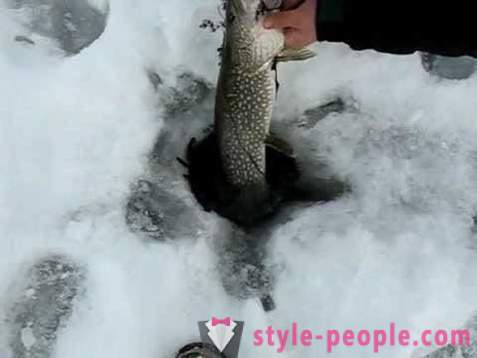 Pike kalastuksen zherlitsy talvi. Hauenkalastus talvella vetouistelu