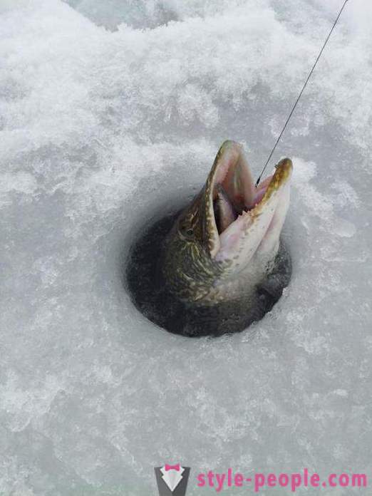 Pike kalastuksen zherlitsy talvi. Hauenkalastus talvella vetouistelu
