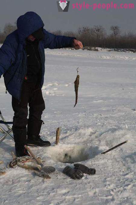 Mateen kalastusta talvella zherlitsy. Catching made talvella vetouistelu